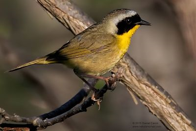 beautiful bird with yellow, black and white colors, sitting on a branch