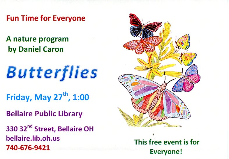 colored butterflies, a nature program by Daniel Caron